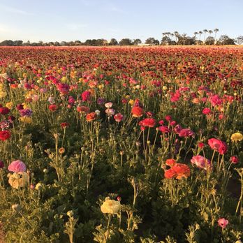 The Flower Fields - Venues & Event Spaces Near Me - Carlsbad, California The Flower Fields - Venues & Event Spaces Near Me - Carlsbad, California