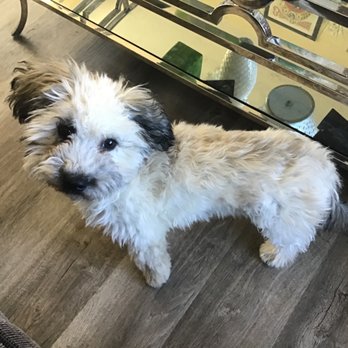 Carlsbad Cotons - Pet Breeders Near Me
