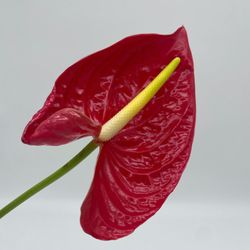 Price’s Floral Wholesale