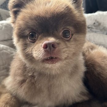 Sydnee's pet grooming - Leo loves his new summer cut!! - Pet Groomers Near Me - Escondido, California Sydnee's pet grooming - Leo loves his new summer cut!! - Pet Groomers Near Me - Escondido, California