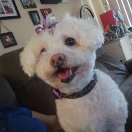 Mia and Logan after their grooming appointment! Mia and Logan after their grooming appointment!