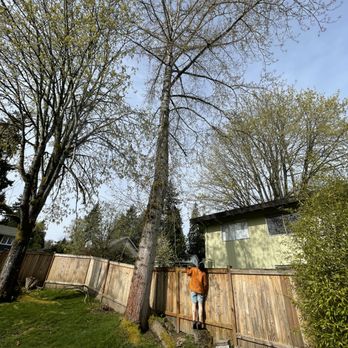 Better View Tree Service - The cottonwood tree (in the middle) - Tree Services Near Me