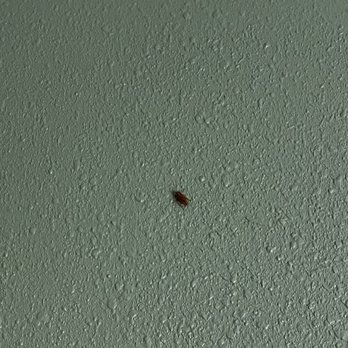 SpringHill Suites Austin South - Live roach in hotel room - Hotels Near Me - Austin, Texas SpringHill Suites Austin South - Live roach in hotel room - Hotels Near Me - Austin, Texas
