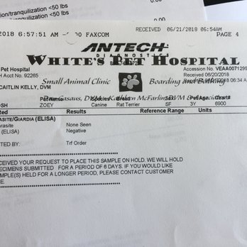 White's Pet Hospital - Example of unprofessional and potentially doctored, lab results I received with words overlapping and no chain of custody - Veterinarians Near Me - Santa Barbara, California White's Pet Hospital - Example of unprofessional and potentially doctored, lab results I received with words overlapping and no chain of custody - Veterinarians Near Me - Santa Barbara, California
