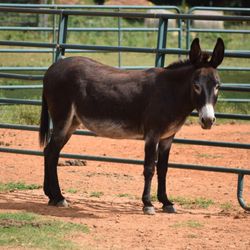 Star HB Farms