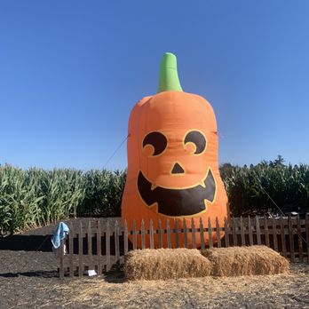 Petaluma Pumpkin Patch And Amazing Corn Maze - Pumpkin Patches Near Me - Petaluma, California Petaluma Pumpkin Patch And Amazing Corn Maze - Pumpkin Patches Near Me - Petaluma, California