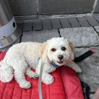Lola's Cafe - Dog friendly patio - we brought the red mat - Sandwiches Near Me - New Paltz, New York Lola's Cafe - Dog friendly patio - we brought the red mat - Sandwiches Near Me - New Paltz, New York