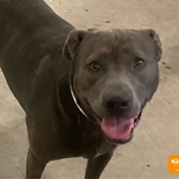 Wag Hotels - Dallas/Fort Worth - Pet Boarding Near Me - Irving, Texas Wag Hotels - Dallas/Fort Worth - Pet Boarding Near Me - Irving, Texas