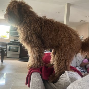 Dapper Dog Spa - The was before... never been cut and was matted behind the ears and paws. - Pet Groomers Near Me - Whittier, California