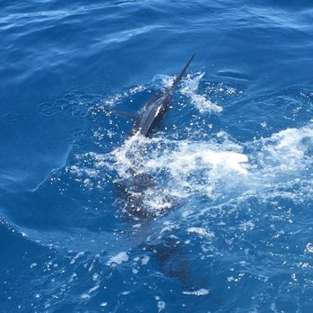 Taco Hooked Up Fishing Charters - Fishing Near Me - Ft Lauderdale, Florida