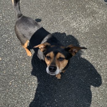 Bark Avenue Pet House - My baby at Bark Ave - Pet Adoption Near Me - Milford, Connecticut