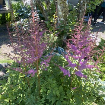 Lavender Hill Farm - Vacation Rentals Near Me - Vashon, Washington Lavender Hill Farm - Vacation Rentals Near Me - Vashon, Washington