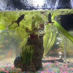 Jurassic Pets - My frogs are so happy with their new set up thanks to Jurassic Pets staff for helping teach me!!