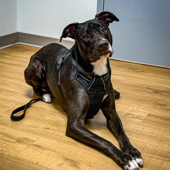 CentralPet Express Care - Veterinarians Near Me - St. Petersburg, Florida CentralPet Express Care - Veterinarians Near Me - St. Petersburg, Florida