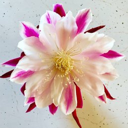 Albertsons Christmas Hours 2022 Gardena Albertsons - 146 Photos & 129 Reviews - Grocery - 1735 W Artesia Blvd,  Gardena, Ca - Phone Number - Yelp