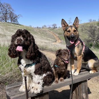 Coop N’ Friends - Hensley Lake Trail! - Dog Walkers Near Me - Madera, California