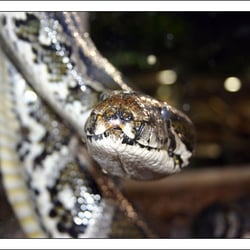 Reptilium