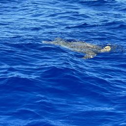 Turtle that visited us on our dive.