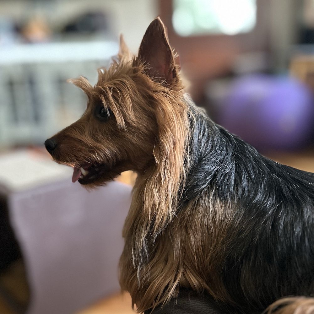Jackson Pet Hospital - Australian Terrier - Veterinarians Near Me - Jackson, Wisconsin Jackson Pet Hospital - Australian Terrier - Veterinarians Near Me - Jackson, Wisconsin
