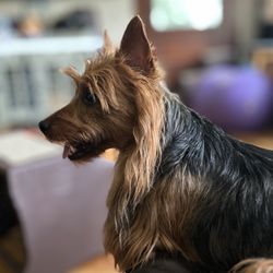 Jackson Pet Hospital - Australian Terrier