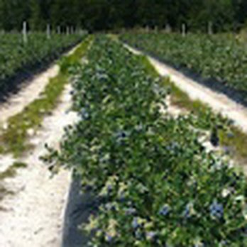 Hipp Farms - Pick Your Own Farms Near Me - Lake Butler, Florida Hipp Farms - Pick Your Own Farms Near Me - Lake Butler, Florida