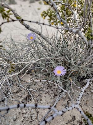 Tule Springs Fossil Beds National Monument by null