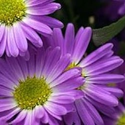 Jardin Mahoney - Alpine Aster, Spring is coming