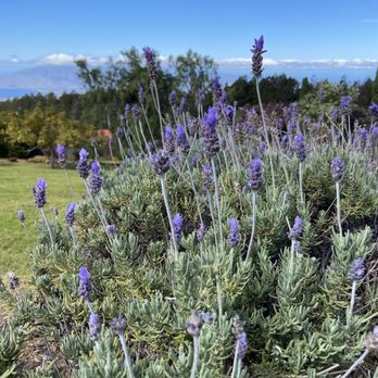 Ali'i Kula Lavender - Lavender - Tours Near Me - Kula, Hawaii Ali'i Kula Lavender - Lavender - Tours Near Me - Kula, Hawaii