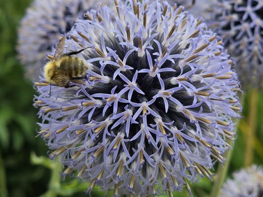 Blair Castle & Gardens by null