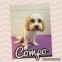 Photo of Little Paws Dog Grooming 