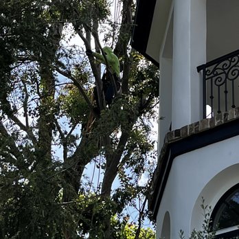 Premier Tree Experts - Tree Services Near Me - Orange, California