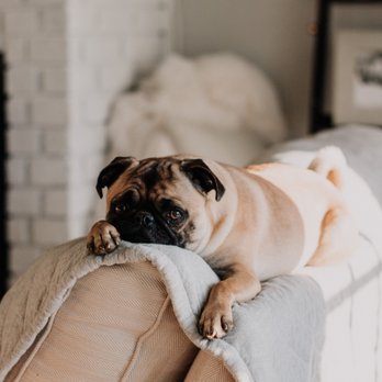 Ivy Green Chem-Dry - Pet dander can get trapped in your upholstery, let us remove it. - Carpet Cleaning Near Me - Corona, California Ivy Green Chem-Dry - Pet dander can get trapped in your upholstery, let us remove it. - Carpet Cleaning Near Me - Corona, California