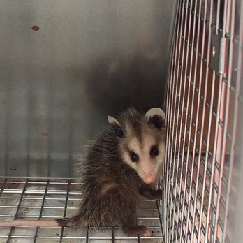 Hurd's Pest Control - baby possum under Home. - Pest Control Near Me - Dallas, Texas Hurd's Pest Control - baby possum under Home. - Pest Control Near Me - Dallas, Texas