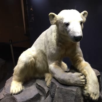 Museum für Naturkunde - Knut. Poor little bear!!! - Museums Near Me - Berlin, BE Museum für Naturkunde - Knut. Poor little bear!!! - Museums Near Me - Berlin, BE