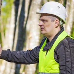 Travis Monk Tree Service - Why It's Best to Hire a Professional Tree Removal Service