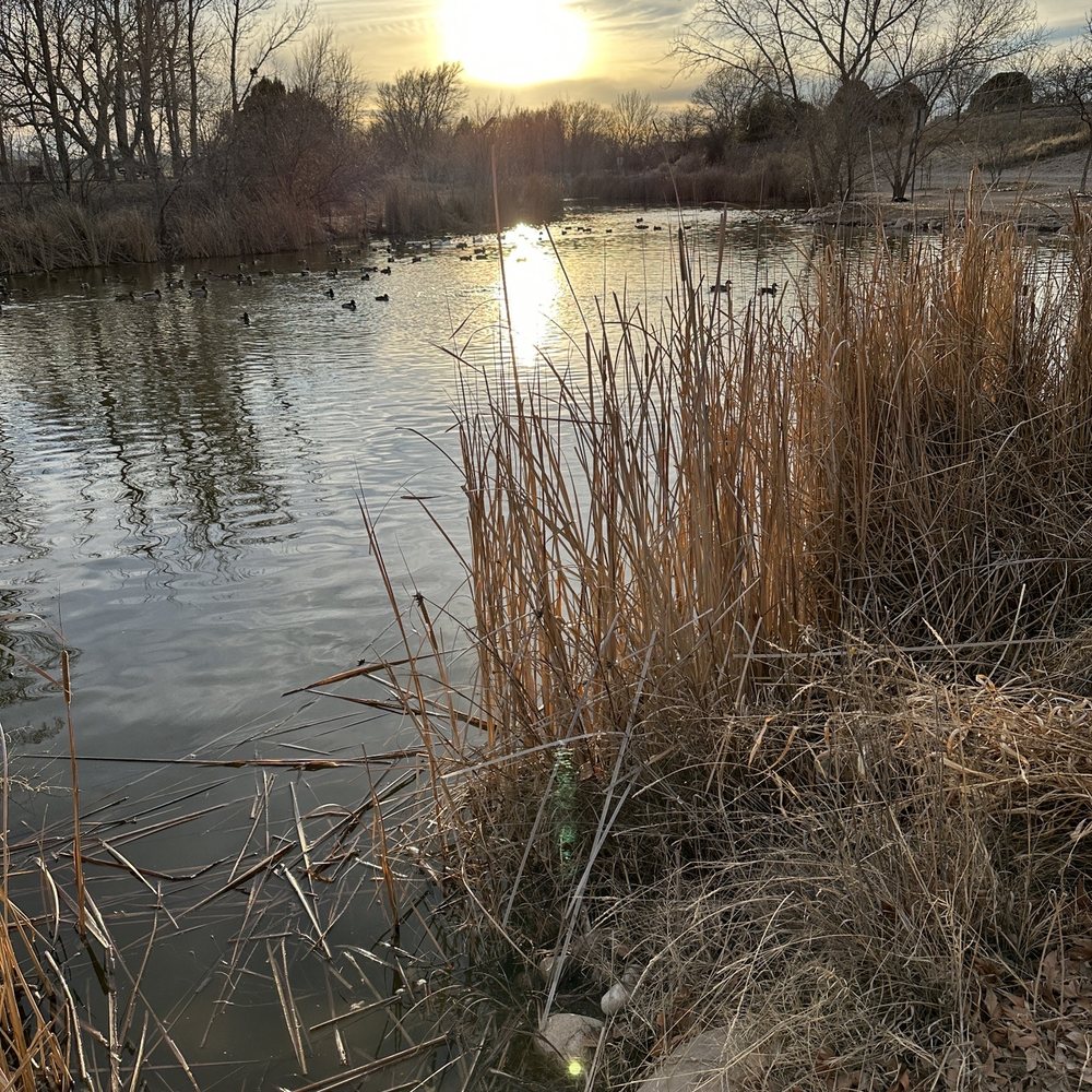 J Kenneth Smith Bird Sanctuary - Pond with ducks at sunset. - Parks Near Me - Roswell, New Mexico J Kenneth Smith Bird Sanctuary - Pond with ducks at sunset. - Parks Near Me - Roswell, New Mexico