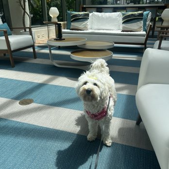 DoubleTree by Hilton San Juan - Dulce (IG: dulce_minigd) in the hotel lobby. - Hotels Near Me - San Juan, Puerto Rico