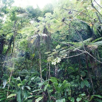 El Yunque Rainforest - Hiking Near Me - Luquillo, Puerto Rico