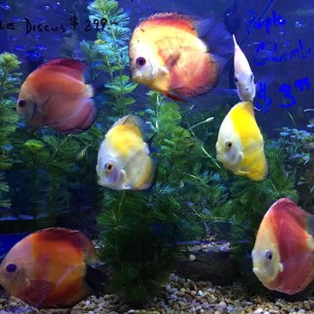 Aquarium Center - Pet Stores Near Me - Clementon, New Jersey Aquarium Center - Pet Stores Near Me - Clementon, New Jersey
