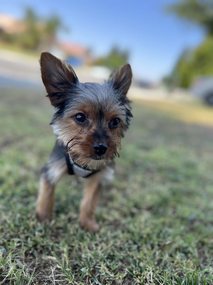 GOING MUTTS PET GROOMING Updated October 2024 194 Photos & 122