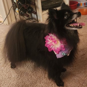 Paw Pros - So cute! - Pet Groomers Near Me - Sacramento, California Paw Pros - So cute! - Pet Groomers Near Me - Sacramento, California