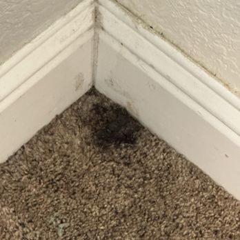 Elite Carpet Care - AFTER he cleaned the carpets... - Carpet Cleaning Near Me - Riverbank, California Elite Carpet Care - AFTER he cleaned the carpets... - Carpet Cleaning Near Me - Riverbank, California
