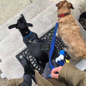 PHL PETS - Dog Walkers Near Me