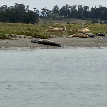 Monterey Bay Kayaks - Harbor seals hauled out to rest. - Tours Near Me - Moss Landing, California Monterey Bay Kayaks - Harbor seals hauled out to rest. - Tours Near Me - Moss Landing, California