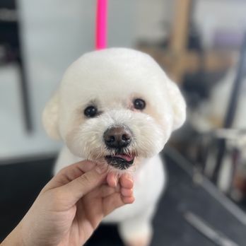 The Fur Lounge Dog Grooming - Pet Groomers Near Me The Fur Lounge Dog Grooming - Pet Groomers Near Me