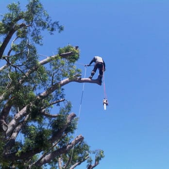 Professional Grade Tree Care - Tree Services Near Me - San Diego, California Professional Grade Tree Care - Tree Services Near Me - San Diego, California