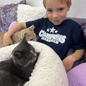 Purr-fecto Cat Lounge - Animal Shelters Near Me - Austin, Texas Purr-fecto Cat Lounge - Animal Shelters Near Me - Austin, Texas