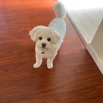Grooming by Kristie - All groomed - Pet Groomers Near Me