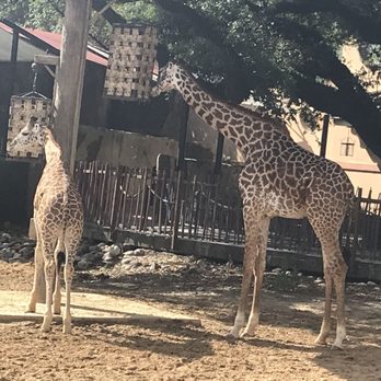 Houston Zoo - Giraffe - Zoos Near Me - Houston, Texas Houston Zoo - Giraffe - Zoos Near Me - Houston, Texas