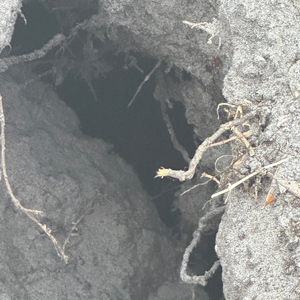 Blue Septic Tank Service - I don't even see the lid. - Septic Services Near Me - Bradenton, Florida Blue Septic Tank Service - I don't even see the lid. - Septic Services Near Me - Bradenton, Florida